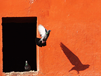 Fliegende Taube (Foto: CAPAZ)