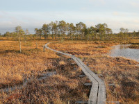 Photo of a natural landscape with footbridge