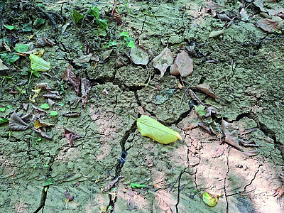 Heat waves, heavy rainfall, and periods of drought cause stress for people, plants, and animals—but not to the same degree everywhere. Photo: © PRIF.